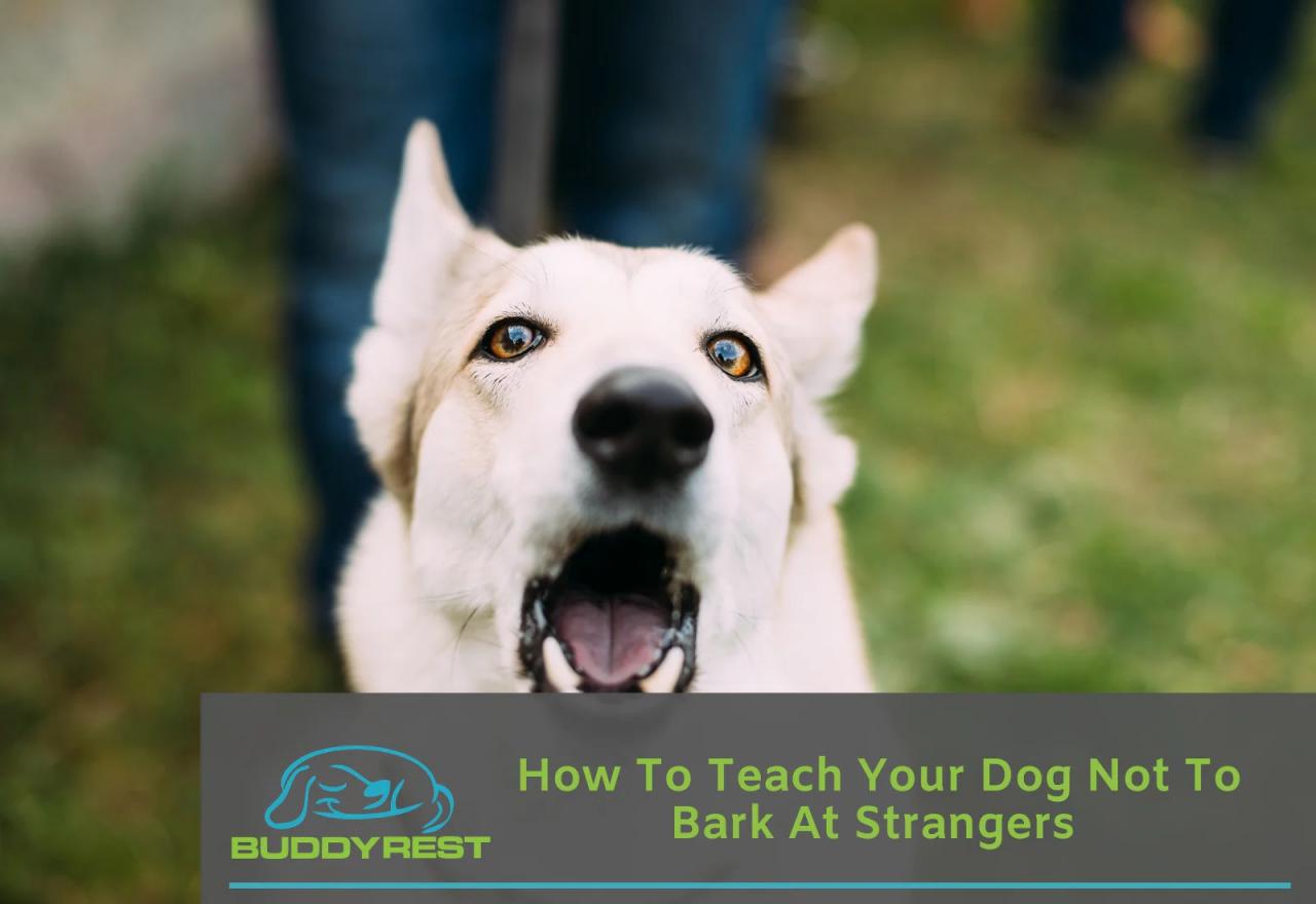 Train dog to not bark at strangers